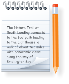 The Nature Trail at South Landing connects to the footpath leading to the Lighthouse, a walk of about two miles with panoramic views along the way of Bridlington Bay